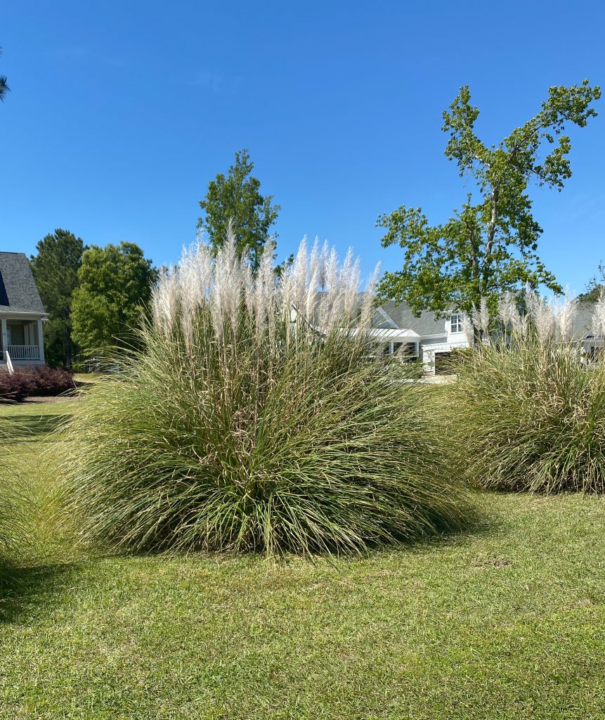 How to Dry Pampas Grass for Decorating - CASS Design Co.