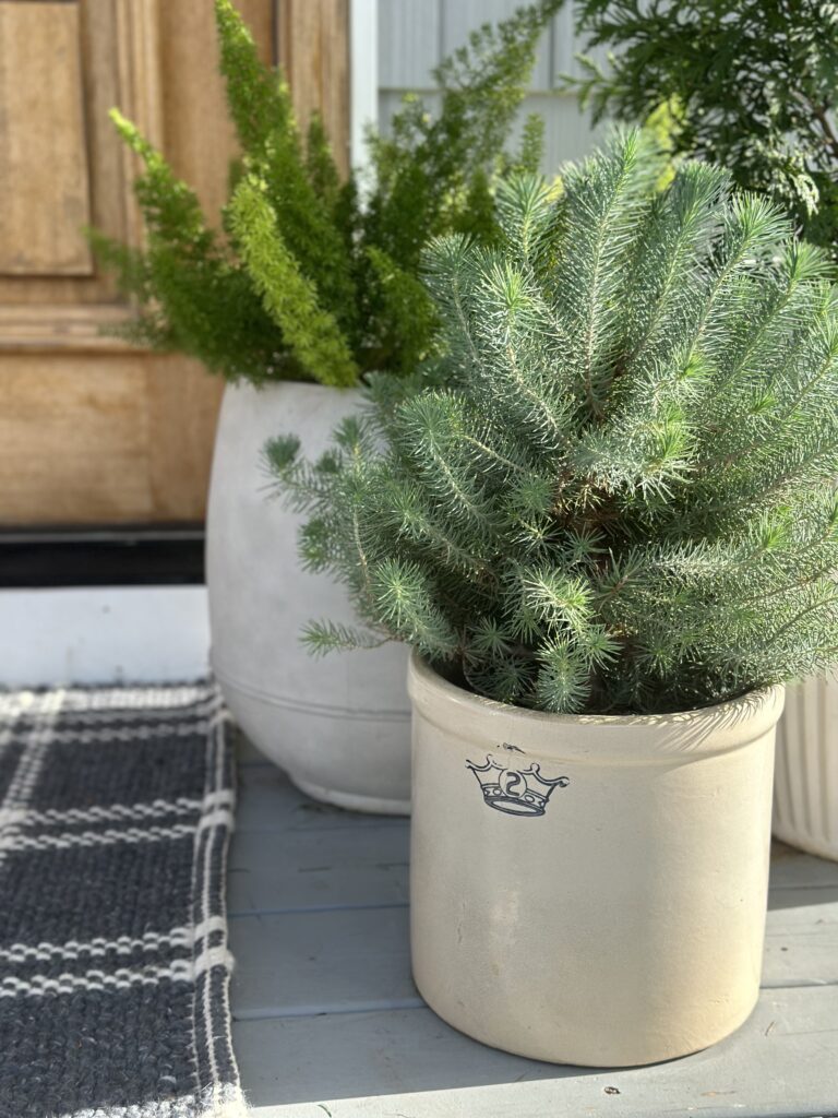 Close up of Evergreen Plants